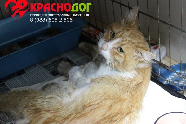 Рабочие ссылки и зеркала кракен