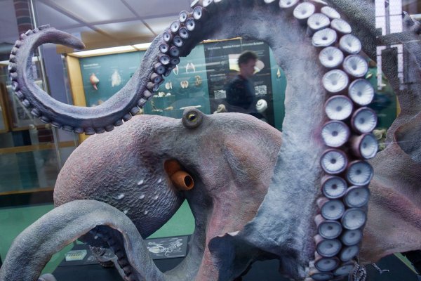 Kraken13 at сайт