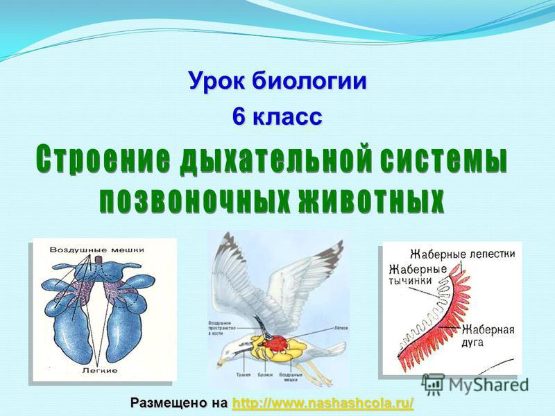 Дарк маркетплейс кракен